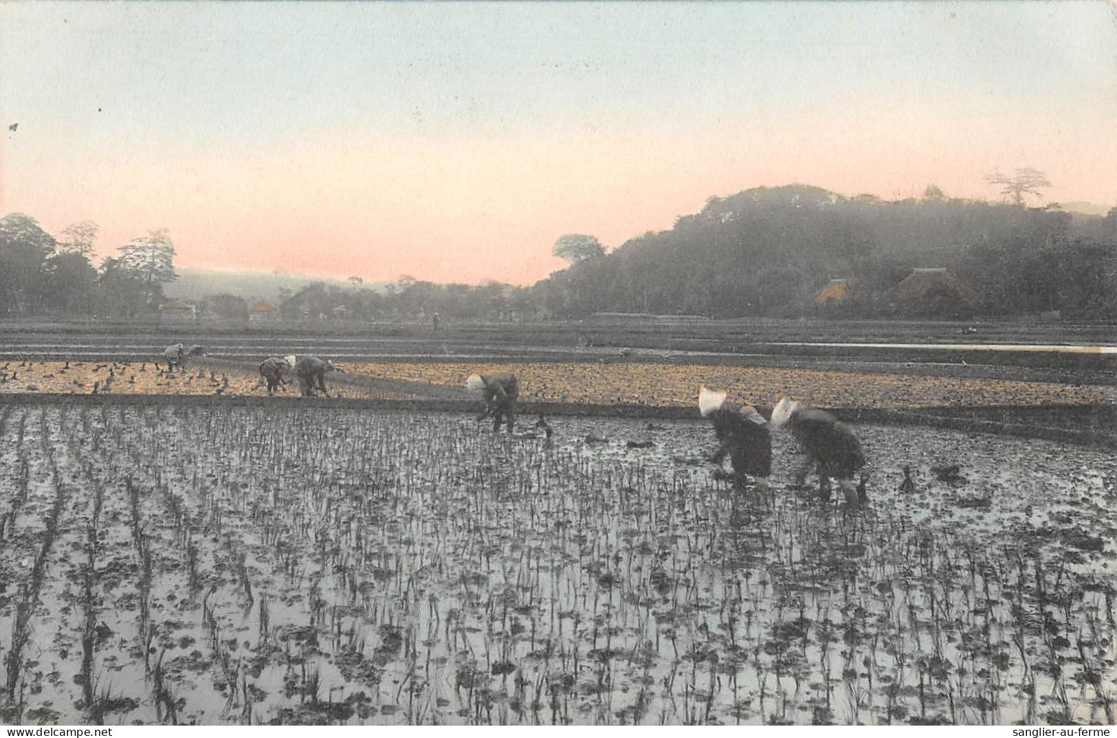 CPA JAPON / CPA DU JAPON / DANS LES RIZIERES / JAPAN - Sonstige & Ohne Zuordnung