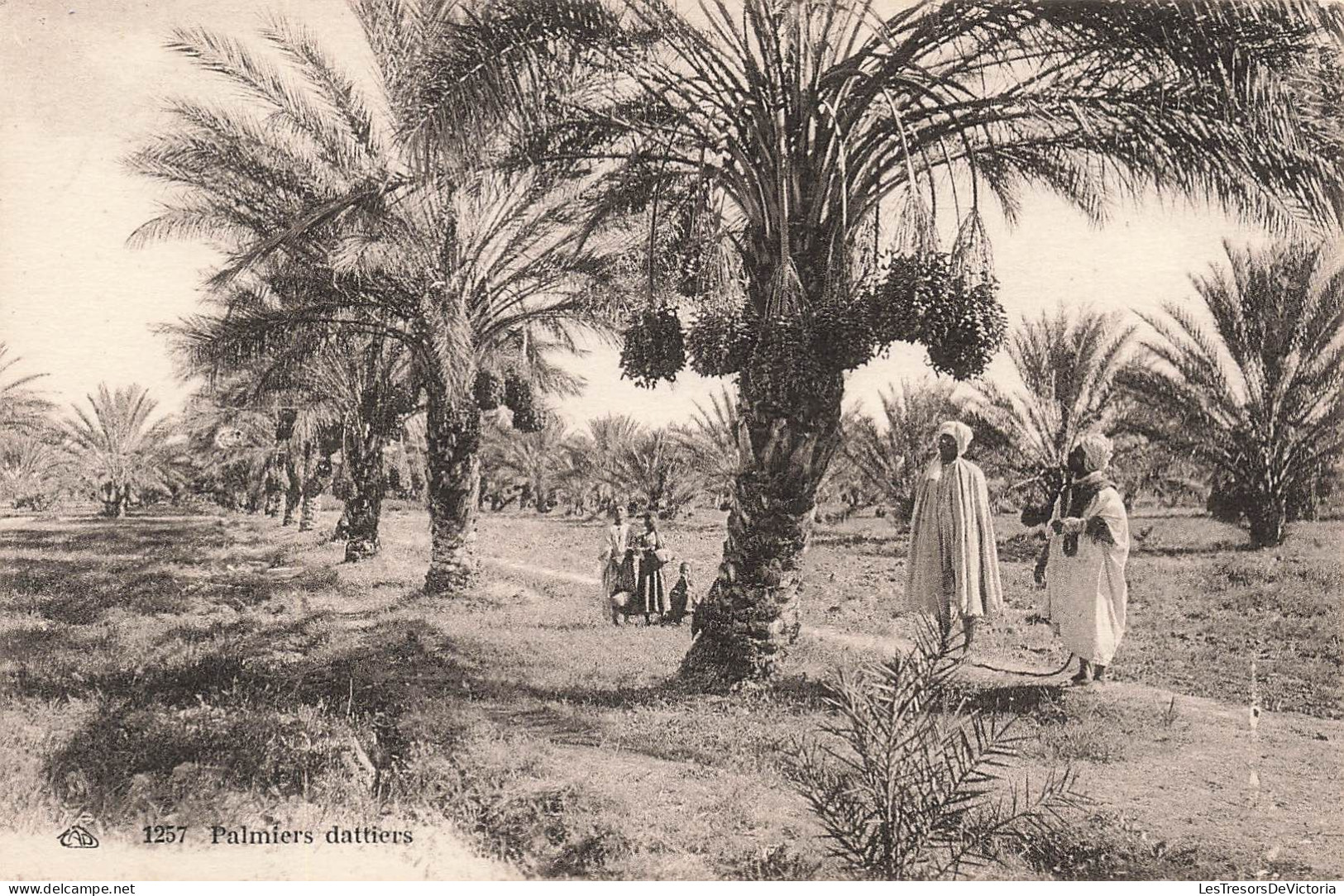 AFRIQUE - Vue Sur Des Palmiers Dattiers - Carte Postale Ancienne - Ohne Zuordnung