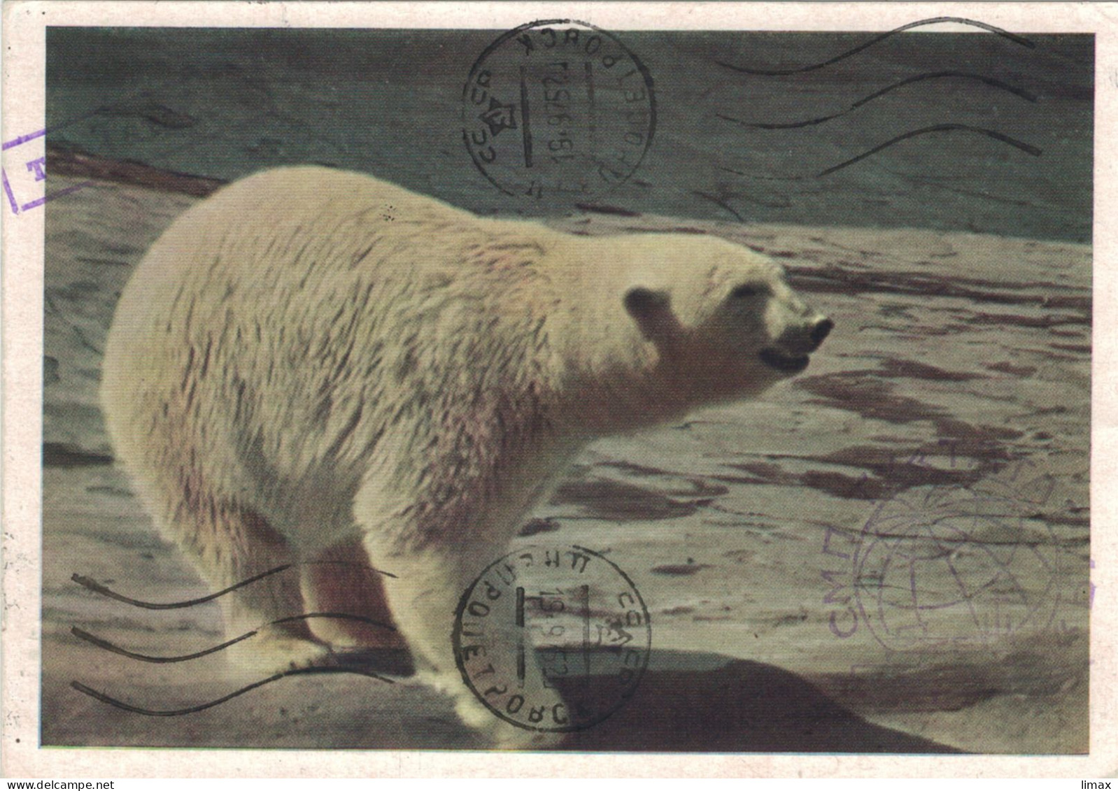 Ganzsache 1975 Antarktis Eisbär Orso Maritimus - Andere & Zonder Classificatie