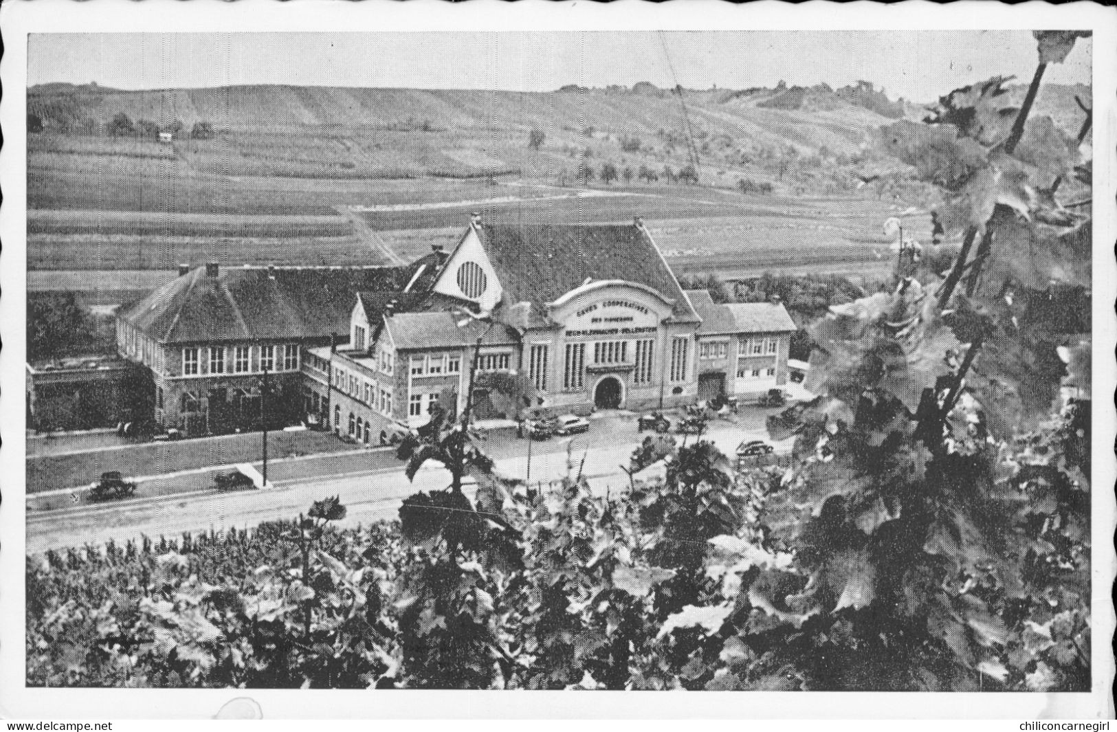 * Cave Coopérative Des Vignerons De WELLENSTEIN MOSELLE - Vue D'ensemble Du Bâtiment - Edit. S.L.V. - Remich