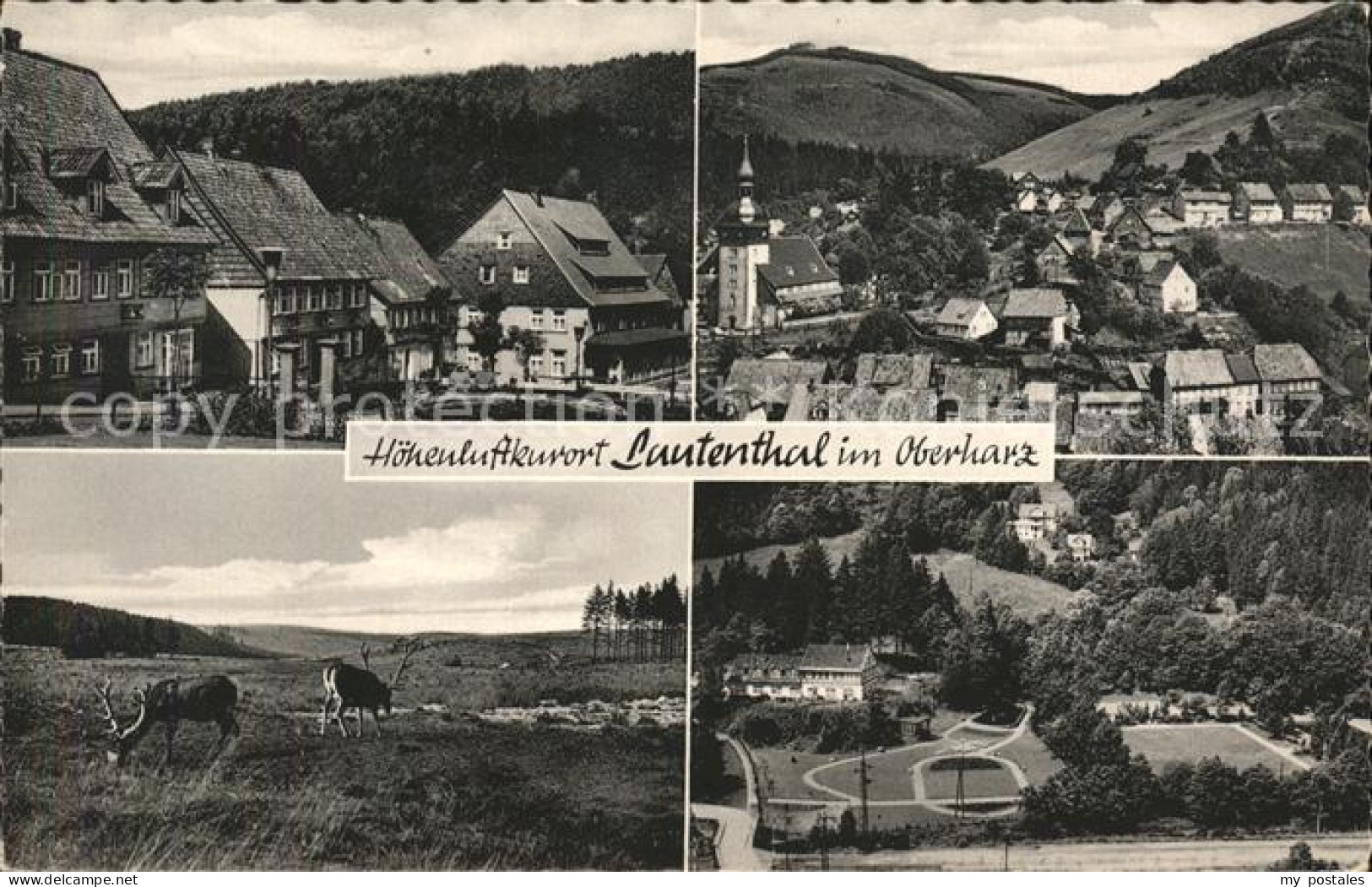 41595619 Lautenthal Harz Hirsch Langelsheim - Langelsheim