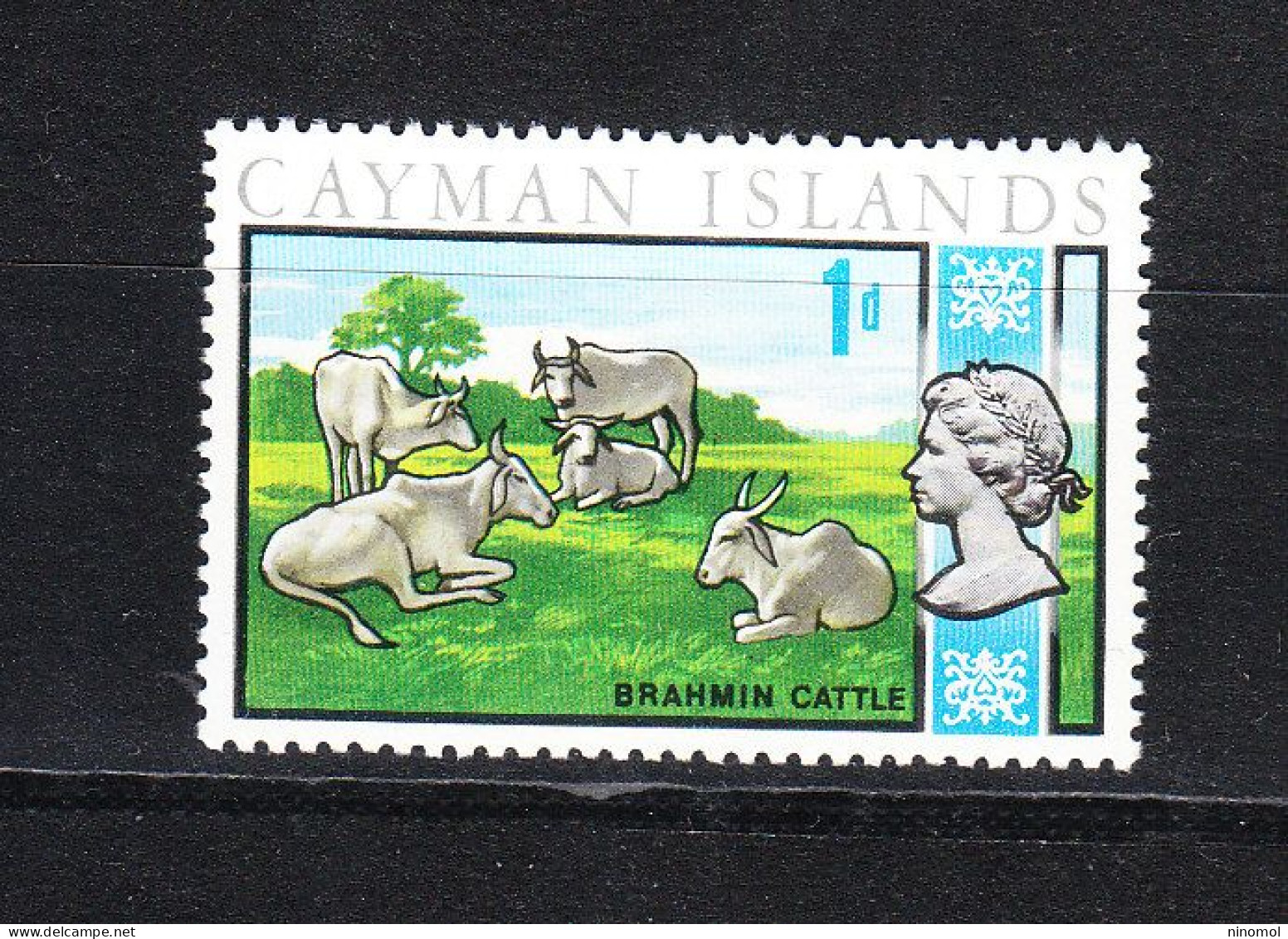 Cayman Island  -   1969. Brahmin Cattle. Bestiame Bovino. MNH - Mucche