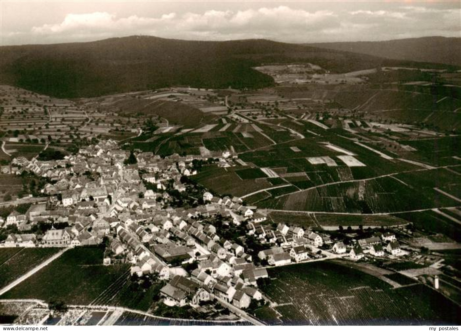 73868682 Hallgarten Rheingau Fliegeraufnahme Hallgarten Rheingau - Oestrich-Winkel