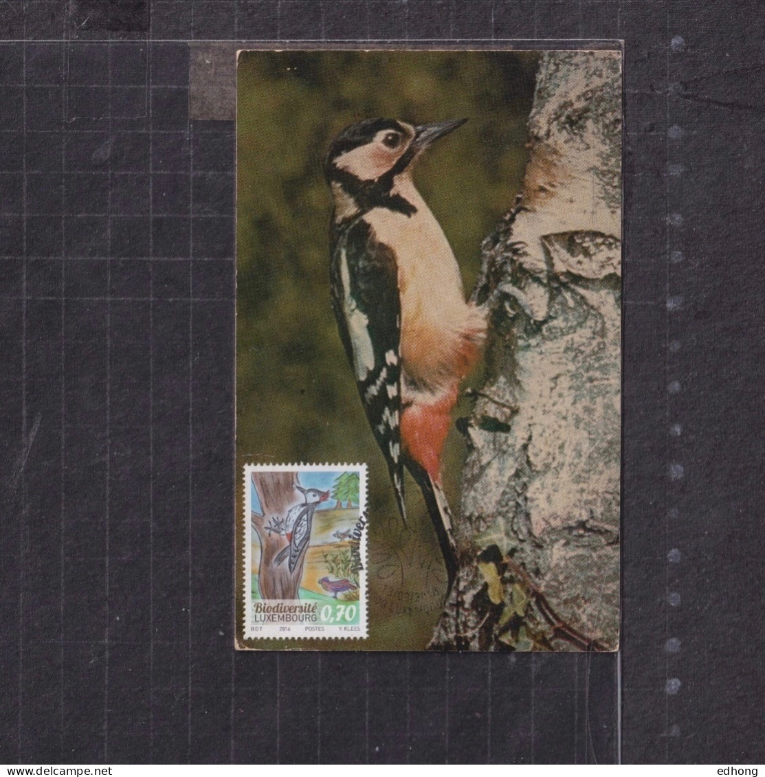 [Carte Maximum / Maximum Card / Maximumkarte] Luxembourg 2016 | Biodiversity, Woodpecker - Cartes Maximum