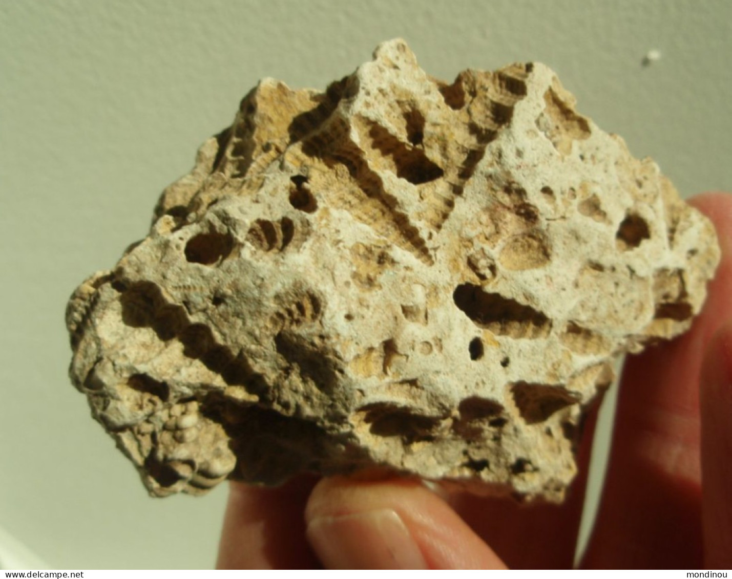 Bloc Incrusté D'empreintes De Fossiles - Fossils