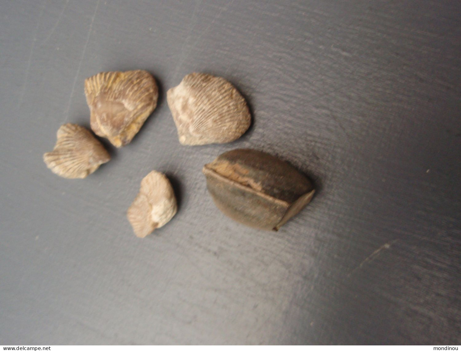 Petit Lot De Petits Fossiles - Fossils