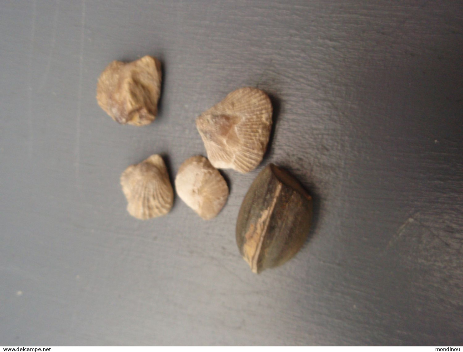 Petit Lot De Petits Fossiles - Fossils