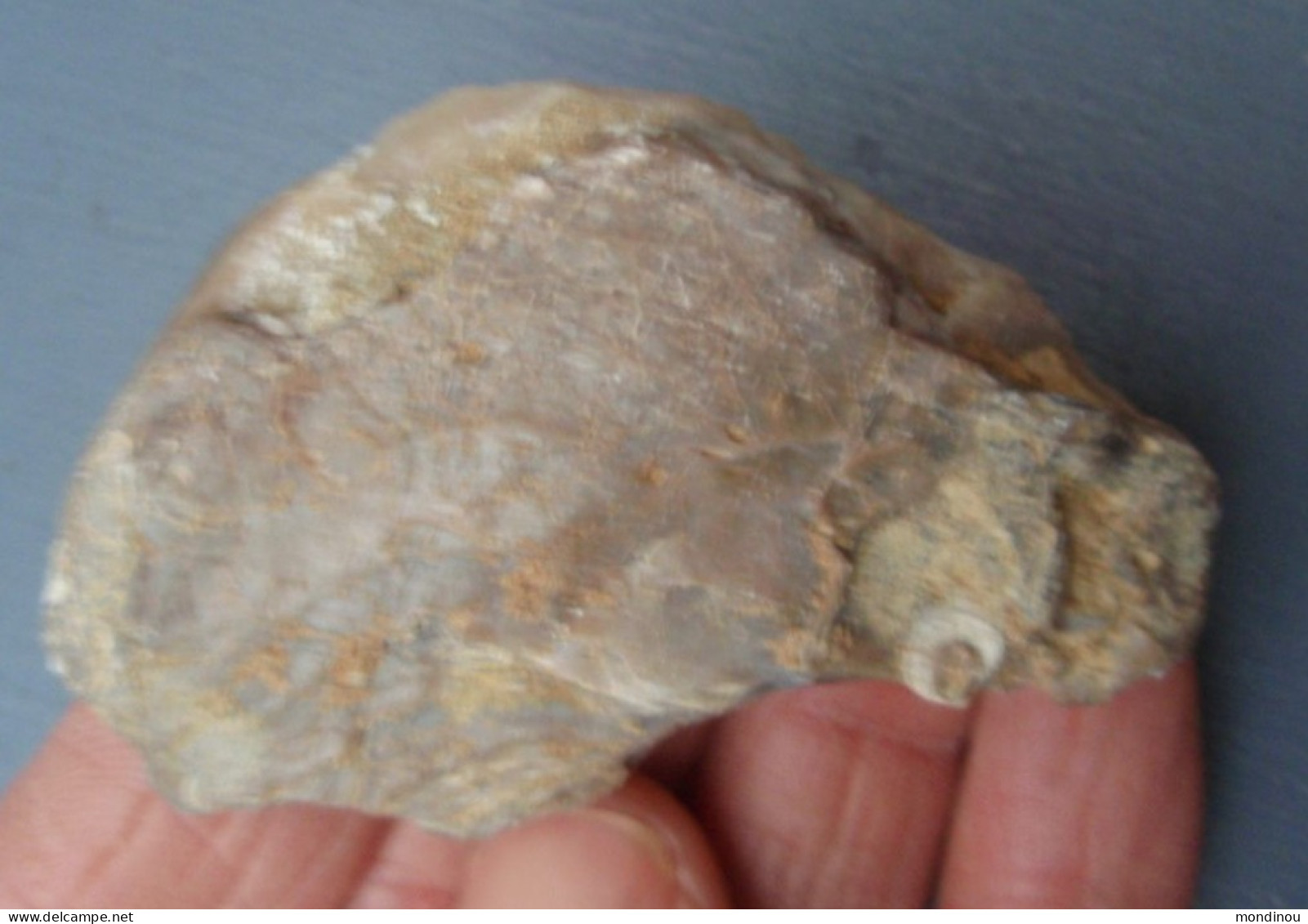 Coquille Fossilisée - D'une Vieille Collection. - Fósiles