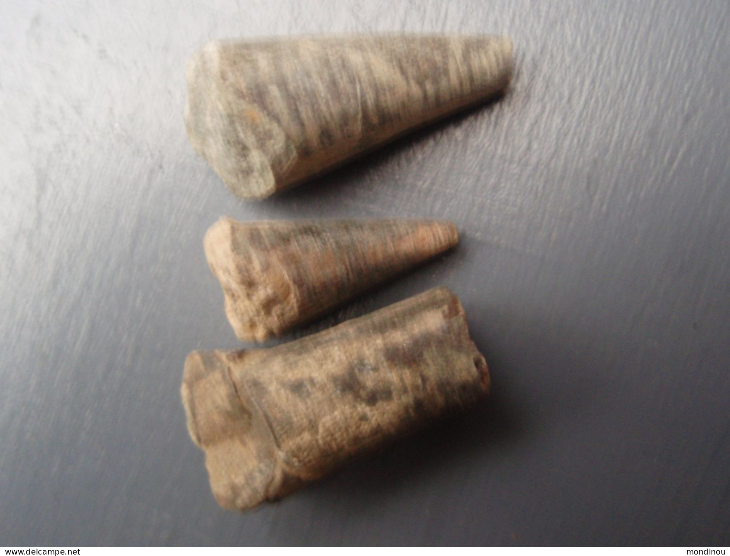 Fragments De Fossiles (Coléoïdes) - D'une Vieille Collection. - Fósiles