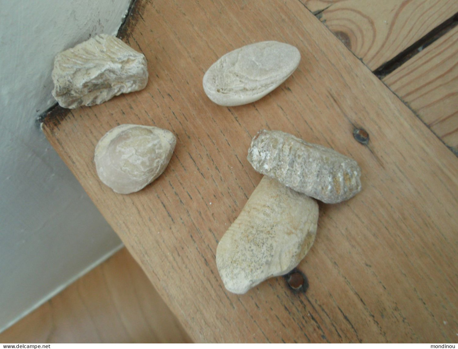 Quelques Fossiles   - D'une Vieille Collection. - Fossils