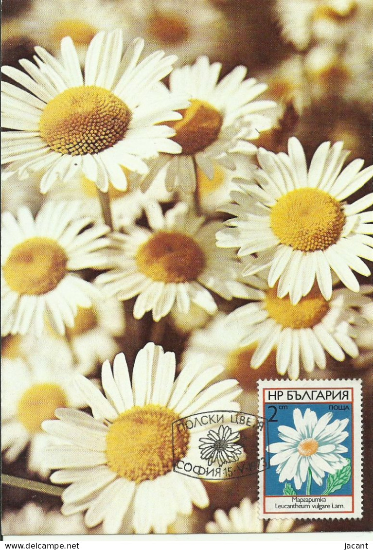 Carte Maximum - Bulgarie - Fleurs - Flores - Leucanthemum Vulgare - Margaridas - Malmequeres - Briefe U. Dokumente