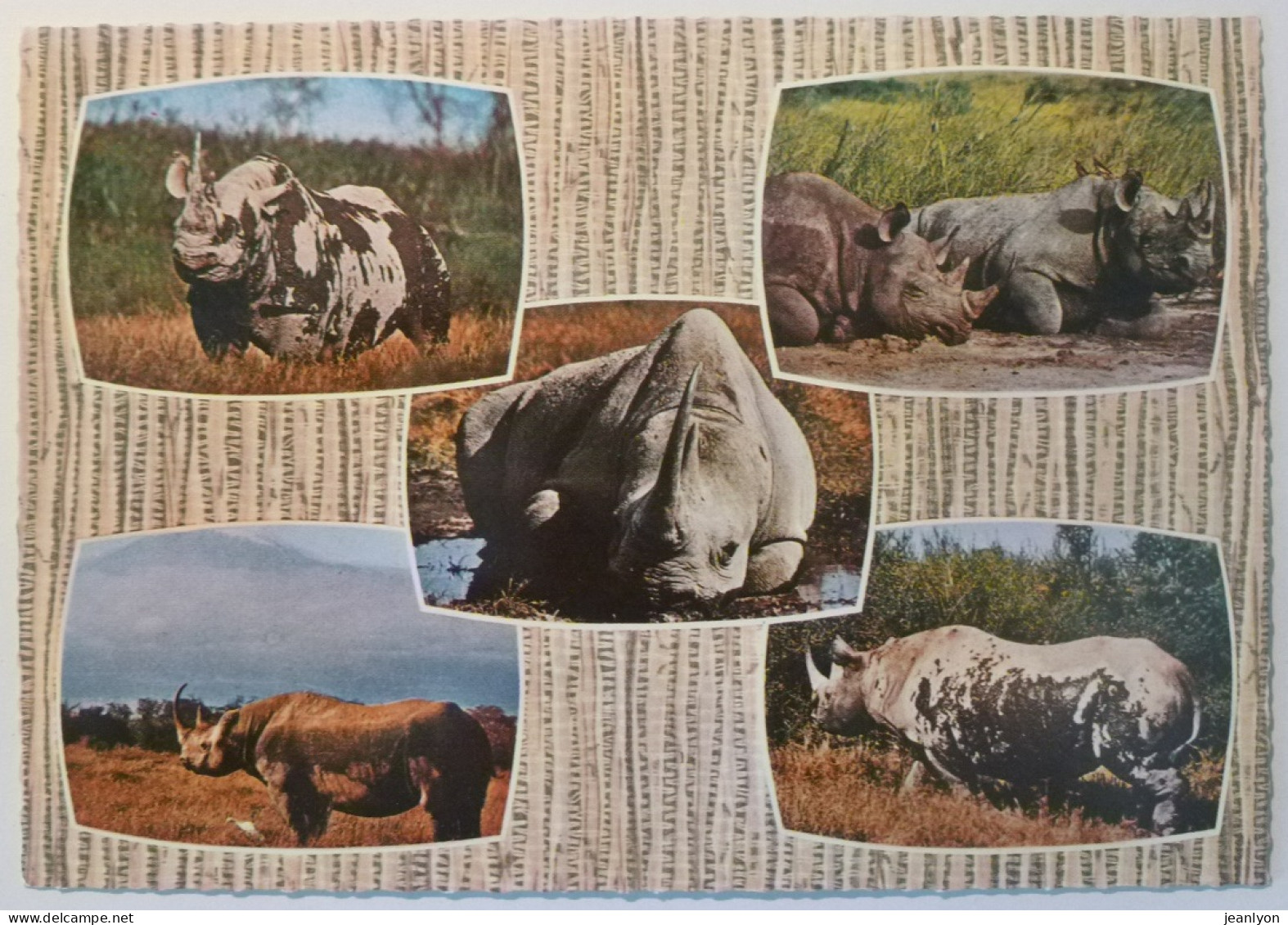 RHINOCEROS - Edition East Africa - Vue Des Mammifères En Milieu Naturel - Neushoorn