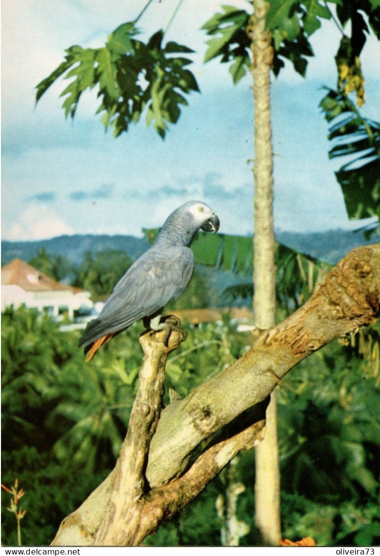 S. TOMÉ E PRINCIPE - Papagaio Da Ilha Do Principe - Sao Tome And Principe