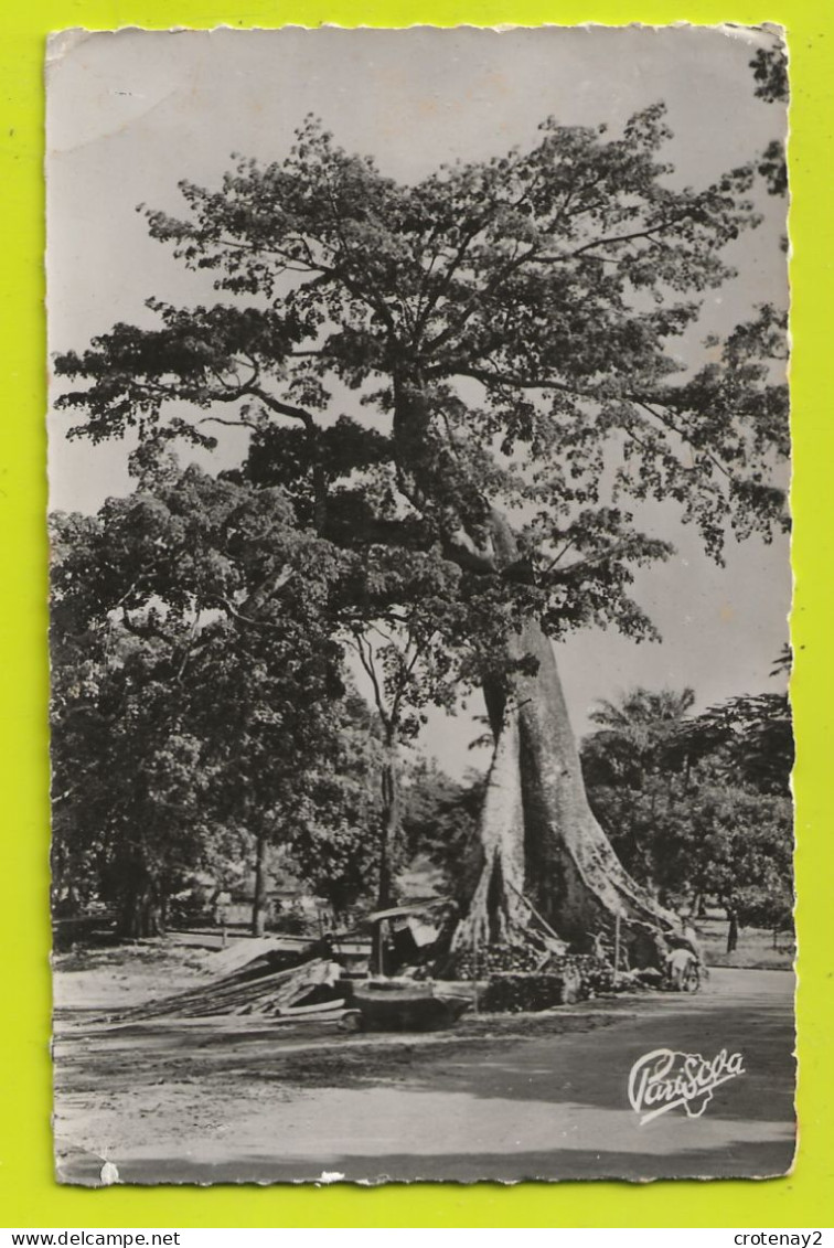 Guinée Française CONAKRY N°3 Gros Arbre Fromager Sur La Corniche 30m De Haut En 1954 Exclusivité Pariscoa Cliché Pep's - Guinée Française