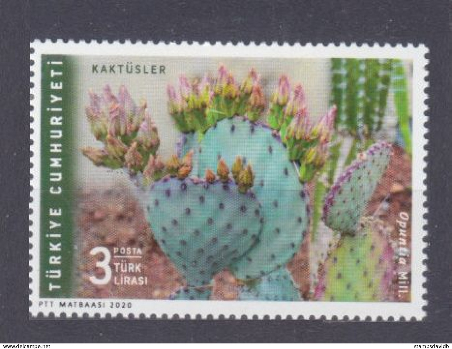 2020 Turkey 4588 Cactuses - Sukkulenten