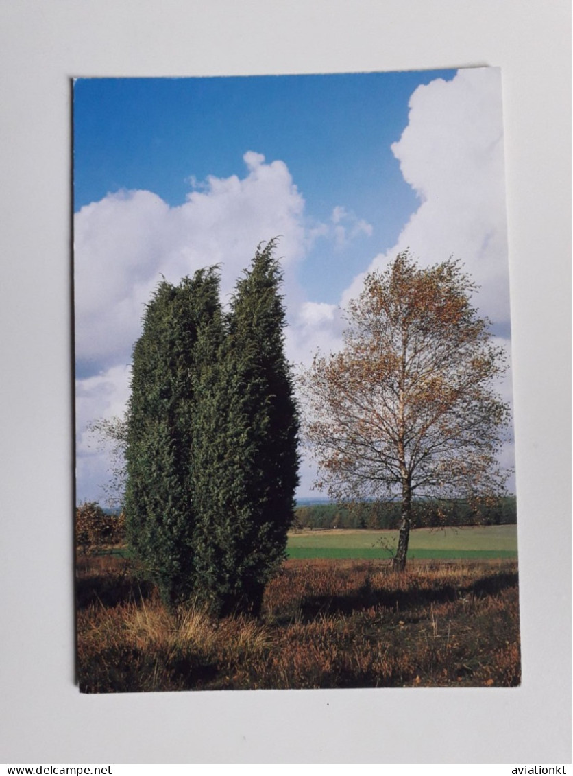 Herbst In Der Lüneburger Heide Bei Schneverdingen - Schneverdingen