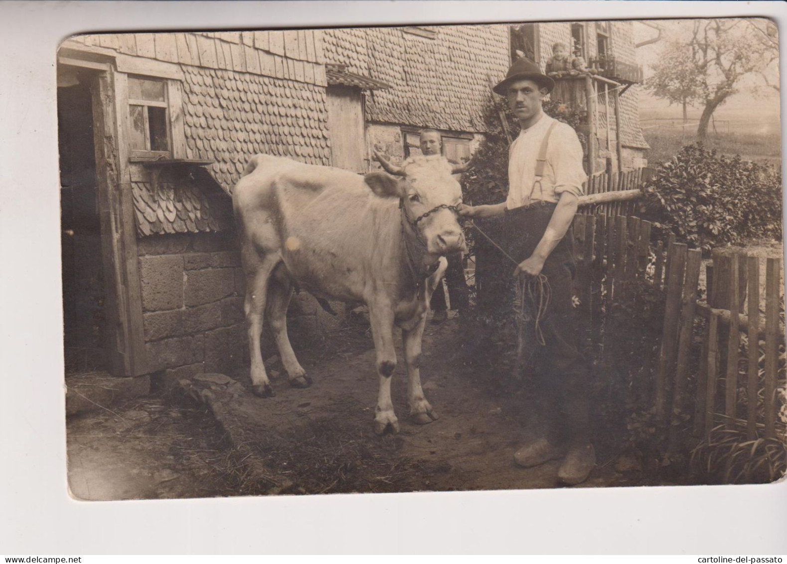 TAURI MUCCA TORI  FOTOGRAFIA CARTOLINA  1914 - Stiere