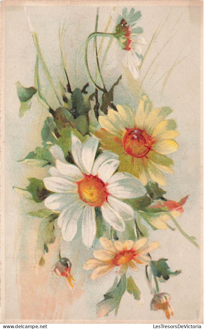 FLEURS PLANTES - Fleurs - Marguerites - Dos Non Divisé - Carte Postale Ancienne - Fleurs