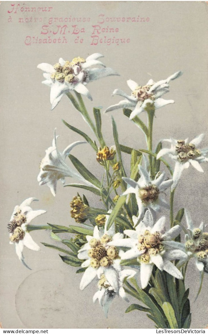 FLEUR PLANTE - Fleur - Honneur à Notre Gracieuse Souveraine SM La Reine Elisabeth De Belgique - Carte Postale Ancienne - Flowers