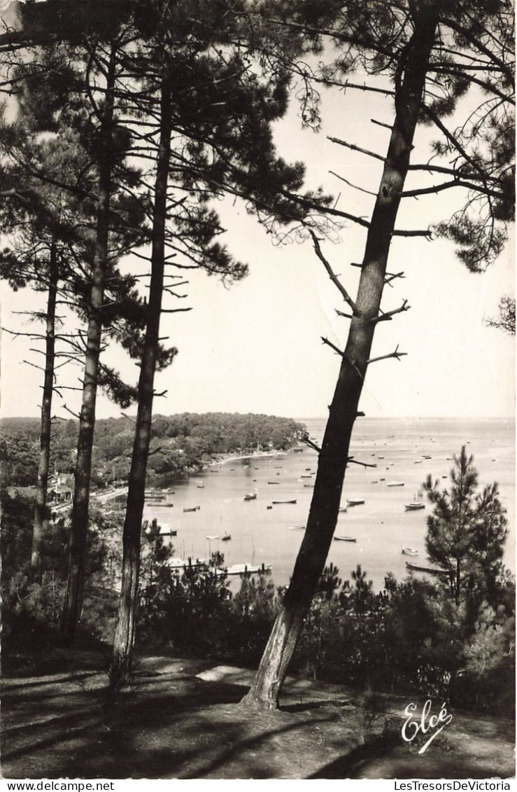 FRANCE - Bassin D'Arcachon - Echappée Sur Le Bassin à Travers Les Pins  - Carte Postale - Arcachon