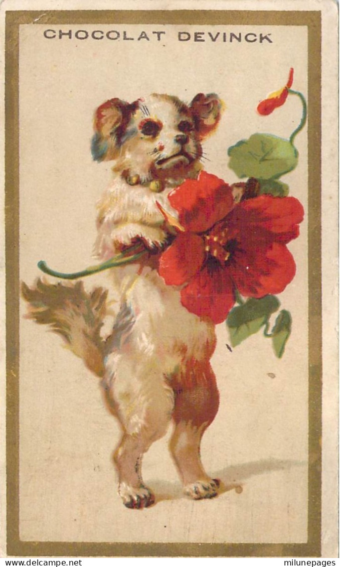 Chromo Calendrier 6 Mois 1889 Du Chocolat Devinck Petit Chien Dressé Et Fleur Rouge - Formato Piccolo : ...-1900