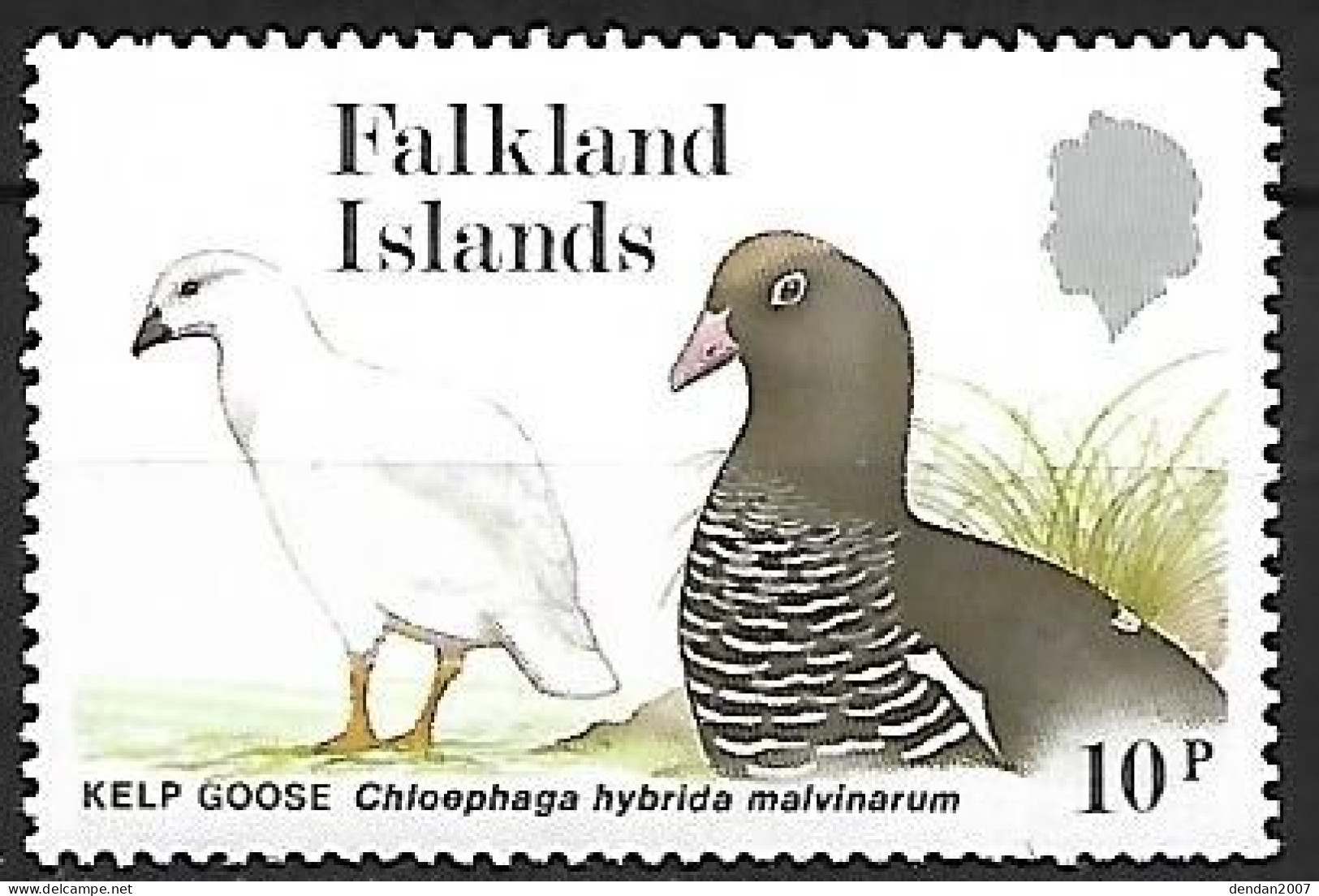 Falkland - MNH ** 1988 :  Kelp Goose  -  Chloephaga Hybrida - Oies