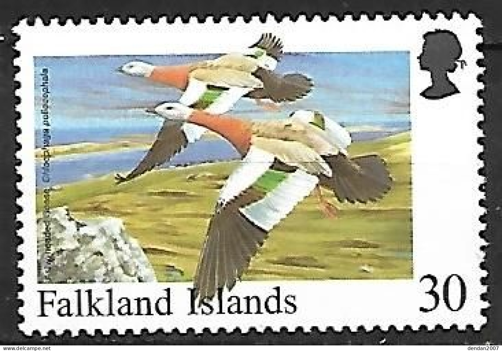 Falkland - MNH ** 1998 :  Ashy-headed Goose  -  Chloephaga Poliocephala - Geese