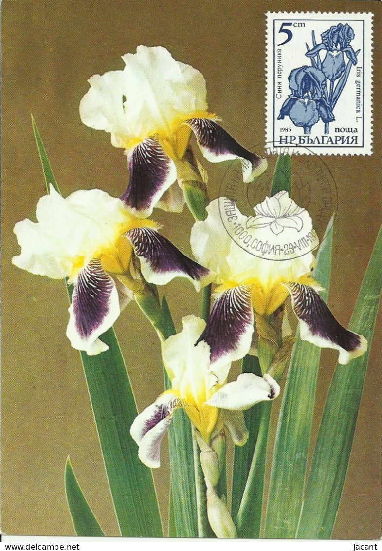 Carte Maximum - Fleurs - Bulgarie - Orquideas - Orchidées - Orchids - Lettres & Documents