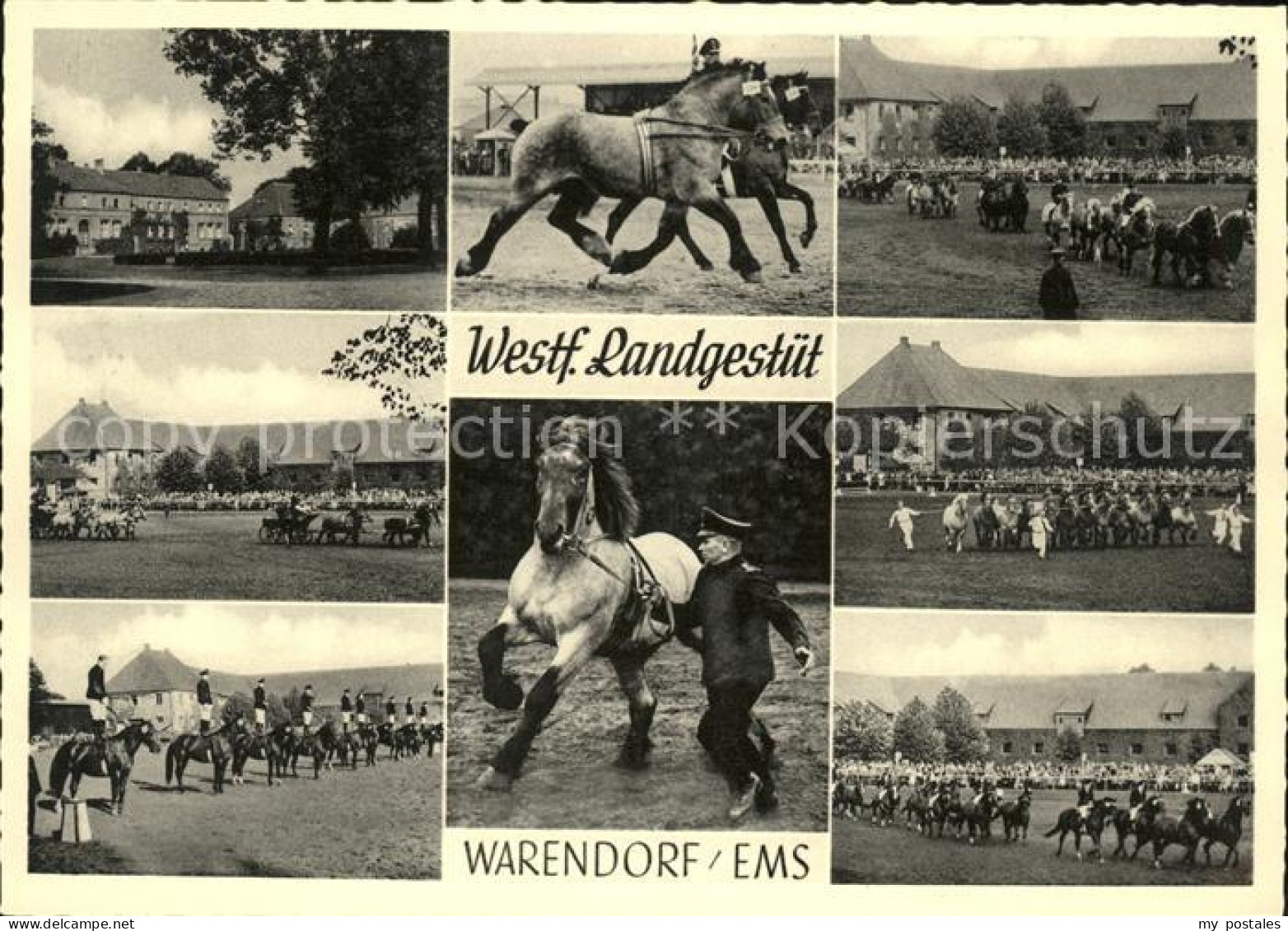 41581307 Warendorf Westf. Landgestuet Pferde Warendorf - Warendorf