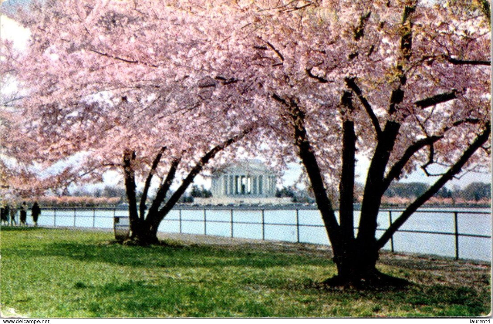 11-1-2024 (4 W 55) USA - Trees At Jefferson Memorial - Sonstige & Ohne Zuordnung