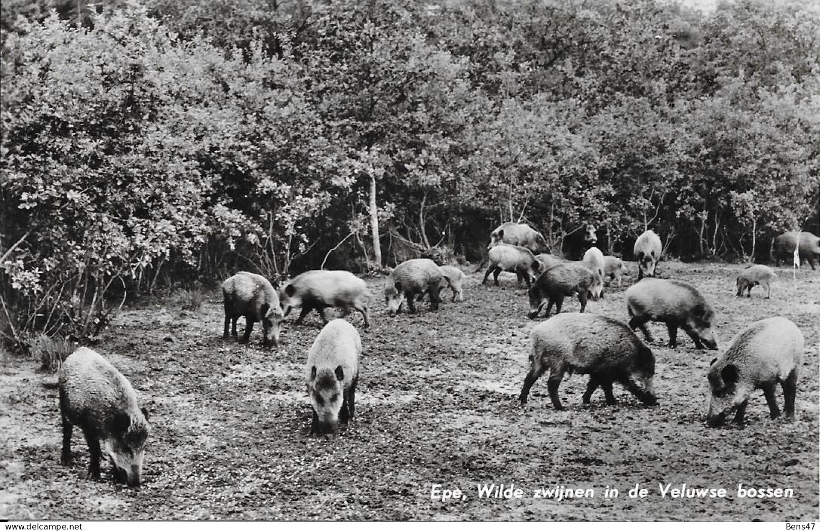 Epe Wilde Zwijnen In De Veluwse Bossen Gelopen 18-9-1962Epe Wilde Zwijnen In De Veluwse Bossen Gelopen 18-9-1962 - Epe