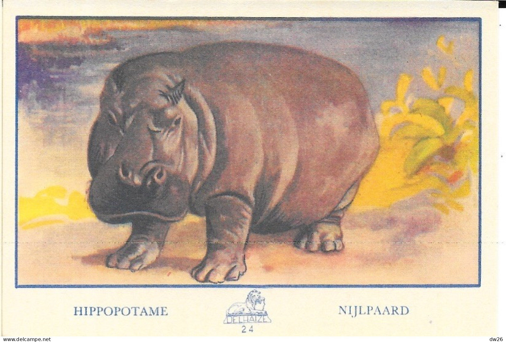 Chromo - Publicité Chocolat Delhaize - Série L'Afrique N° 24 - L'Hippopotame - Otros & Sin Clasificación