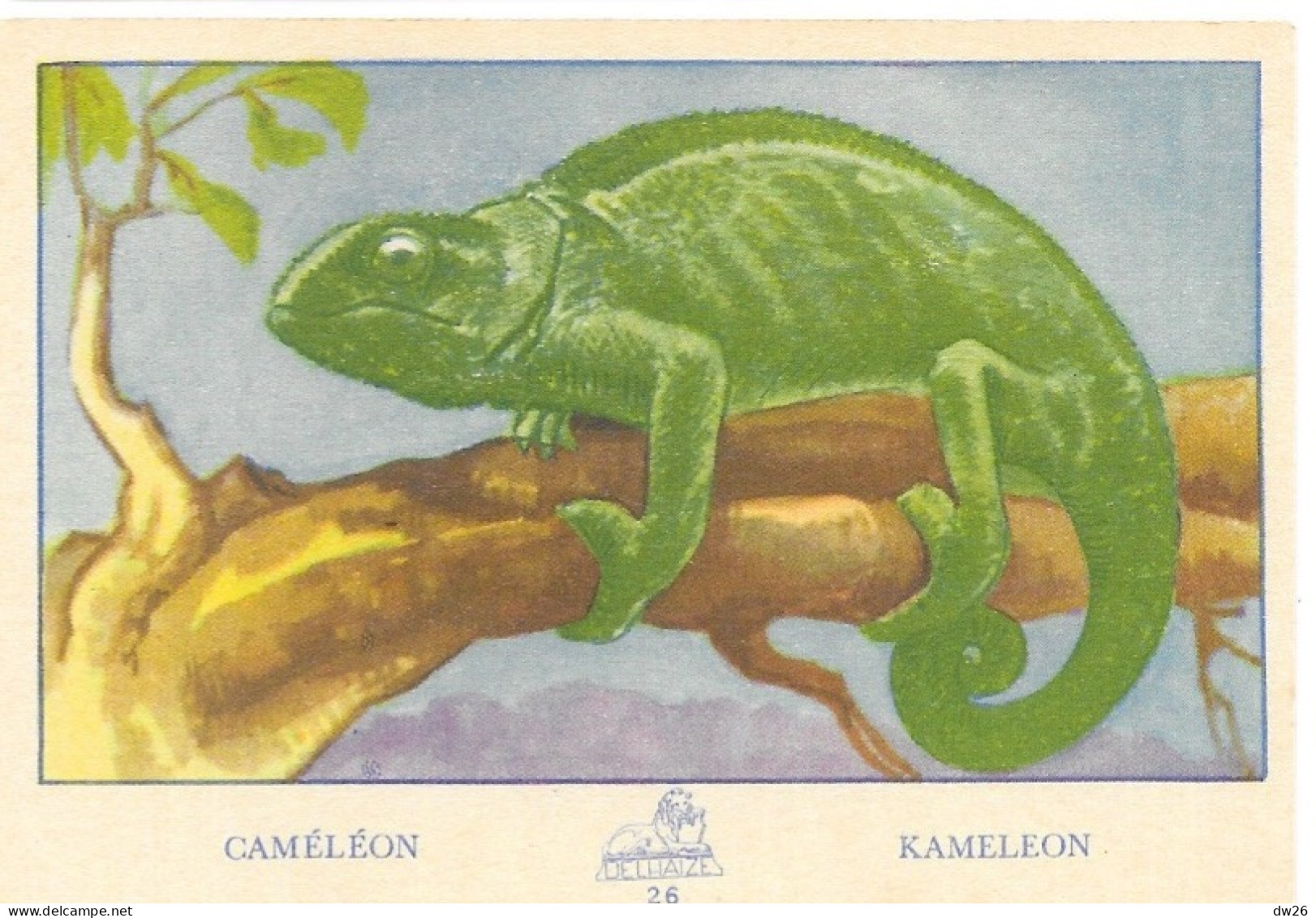 Chromo - Publicité Chocolat Delhaize - Série L'Afrique N° 26 - Le Caméléon (Kameleon) - Sonstige & Ohne Zuordnung
