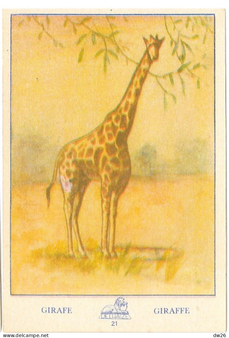 Chromo - Publicité Chocolat Delhaize - Série L'Afrique N° 21 - La Giraphe (Giraffe) - Otros & Sin Clasificación