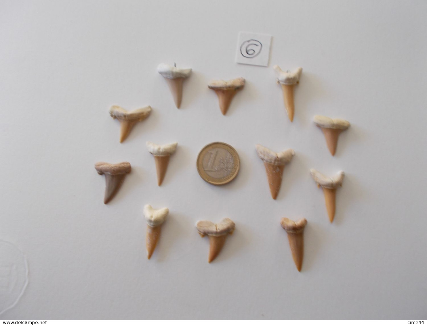 LOT DENTS DE REQUIN FOSSILES DU TOGO.DONT 2 PRETES A RECEVOIR UN CORDON.DIMENSION ENTRE 2 ET 3 CM. - Fossilien