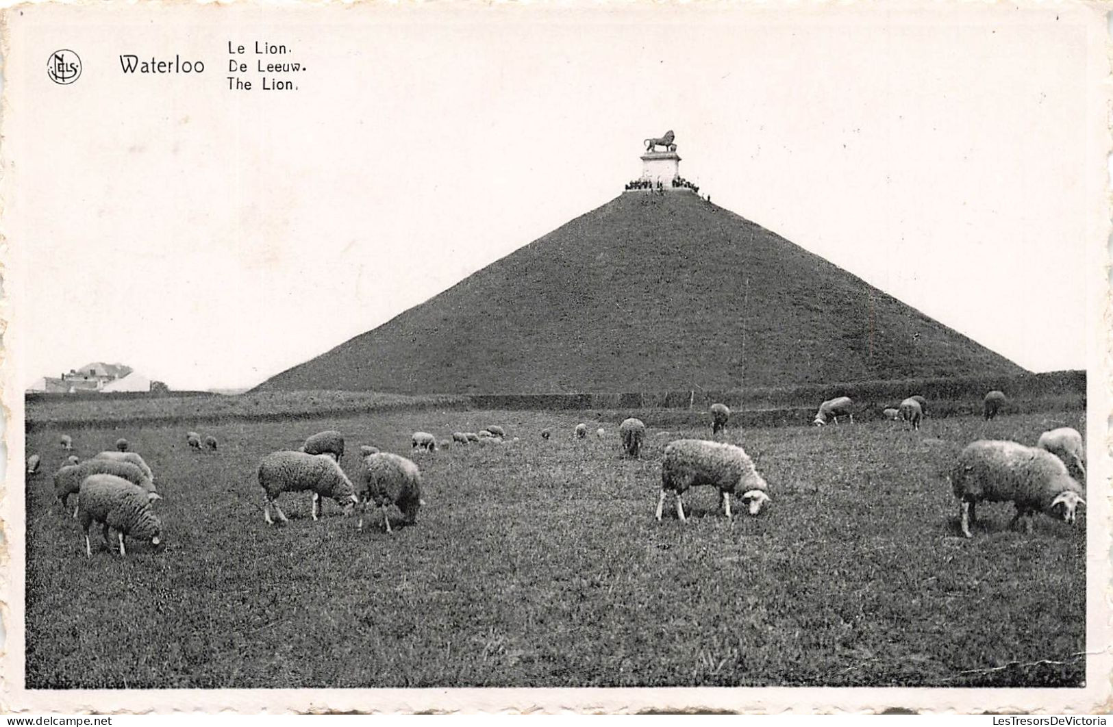 BELGIQUE - Waterloo - Le Lion - Moutons - Carte Postale - Waterloo