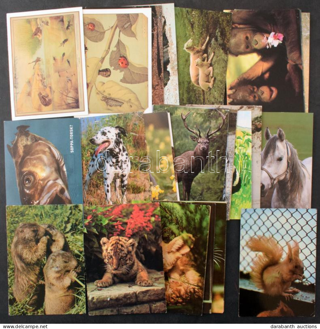 **, * 76 Db MODERN állatos Képeslap / 76 Modern Animal Motive Postcards - Unclassified