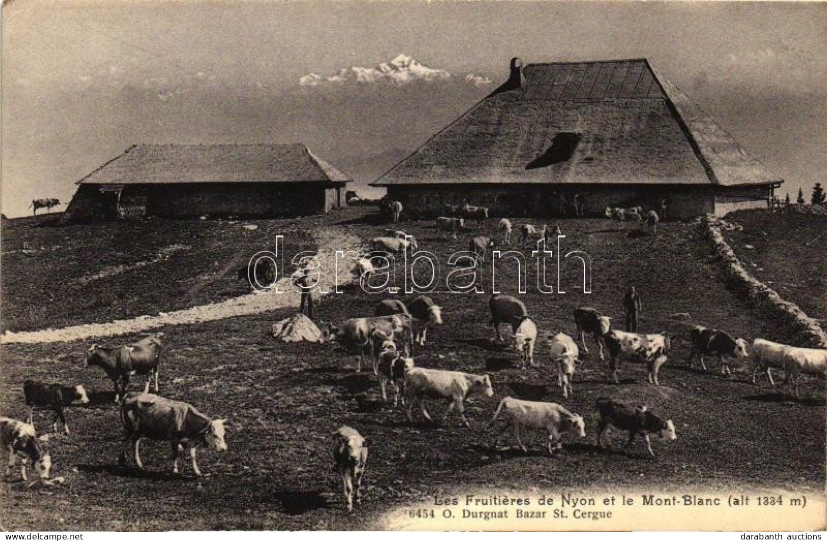 ** T2/T3 Nyon, Mont Blanc, Cattle (EK) - Unclassified