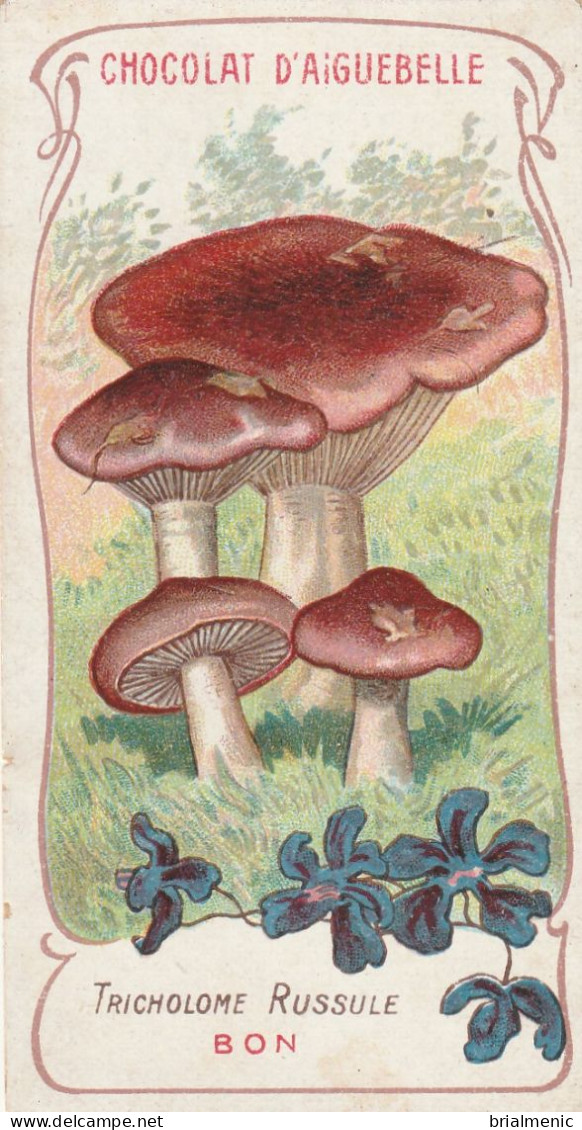 TRICHOLOME RUSSULE ( Chromo Chocolat D'Aiguebelle ) - Paddestoelen