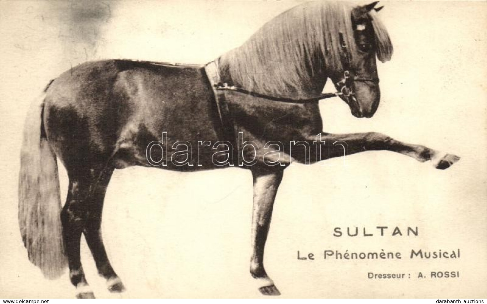 ** T1/T2 Sultan, Le Phenomene Musical / Horse, Circus Show - Ohne Zuordnung