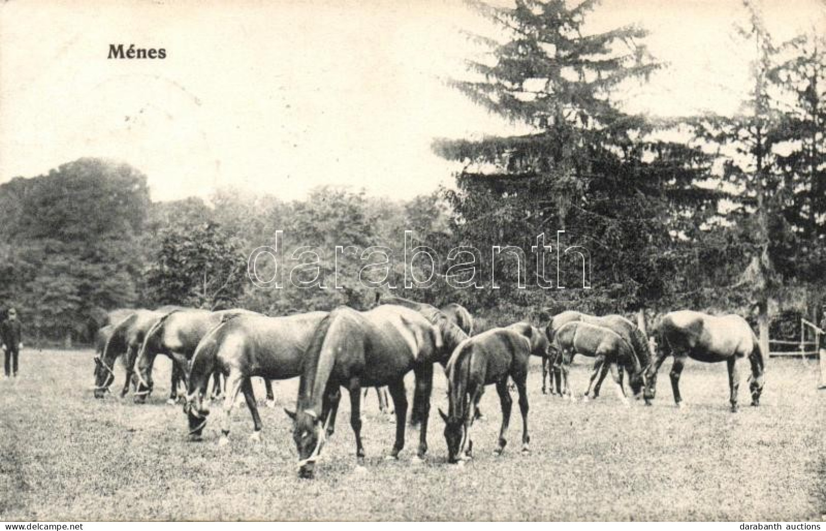 T2/T3 Dél-Magyarországi Ménes / Southern Hungarian Horse Stud (EK) - Non Classificati