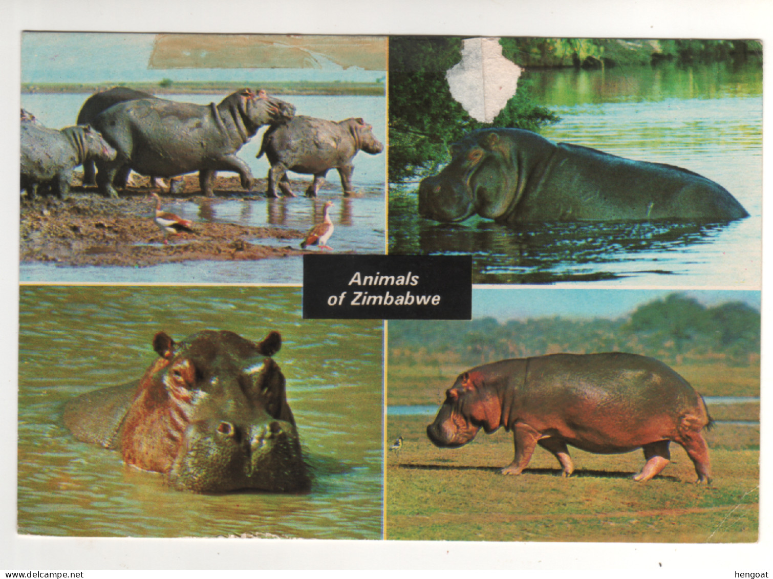 Timbre , Stamp " Animal Mammifère : Rhinocéros " Sur Cp , Carte , Postcard Du 04/06/81 ( Pelurage Coté Vue ) - Zimbabwe (1980-...)