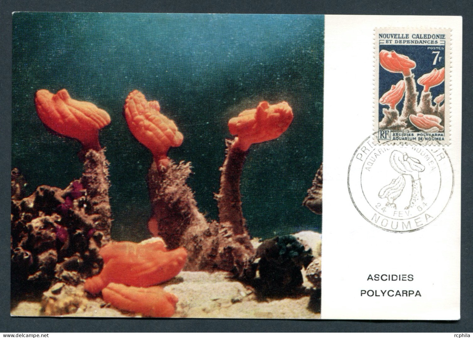 RC 26775 NOUVELLE CALEDONIE 1964 ASCIDIES POLYCARPA CARTE MAXIMUM - Maximum Cards