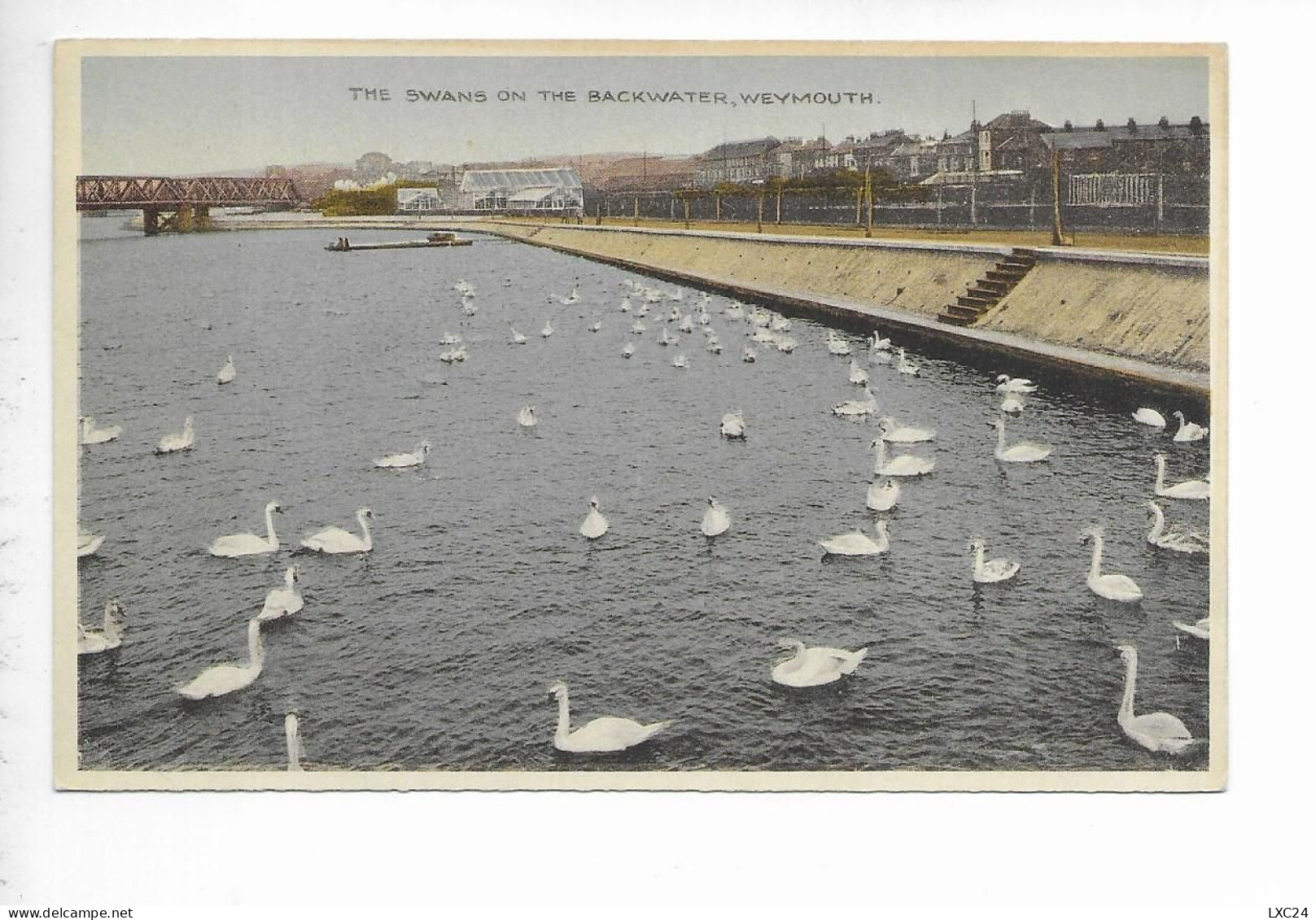 WEYMOUTH. THE SWANS ON THE BACKWATER. - Weymouth