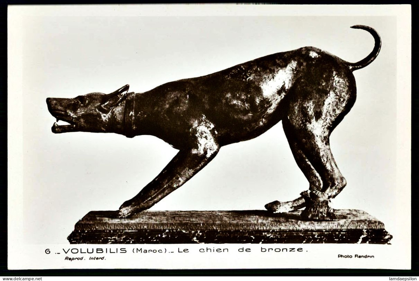 A66  MAROC CPA VOLUBILIS  - LE CHIEN DE BRONZE - Collections & Lots