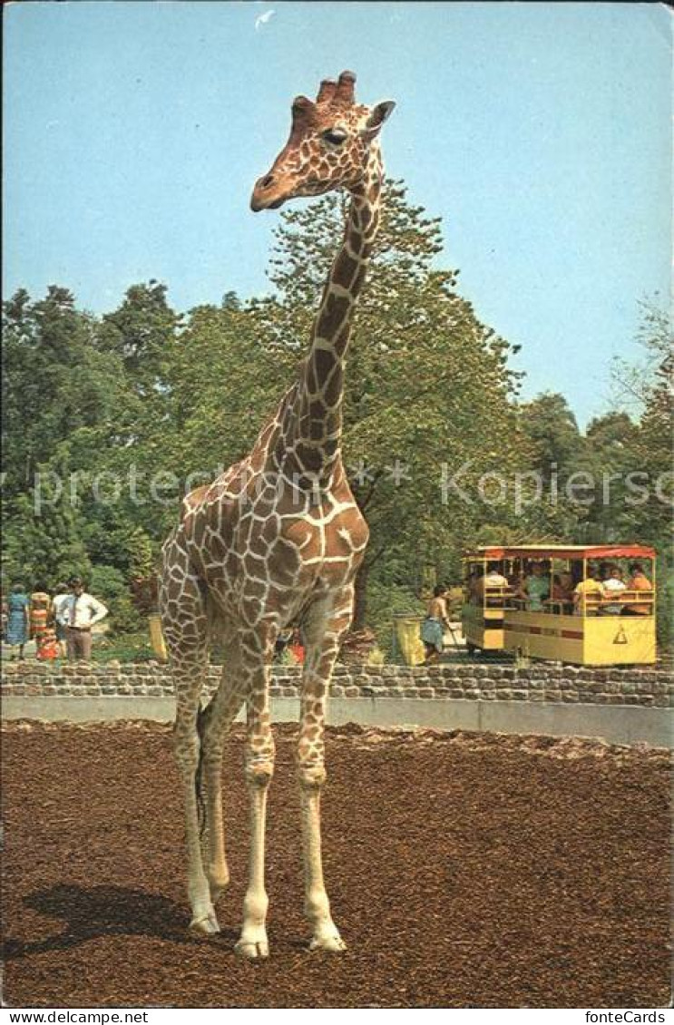 71989928 Giraffe Blijdorp Rotterdam  - Singes