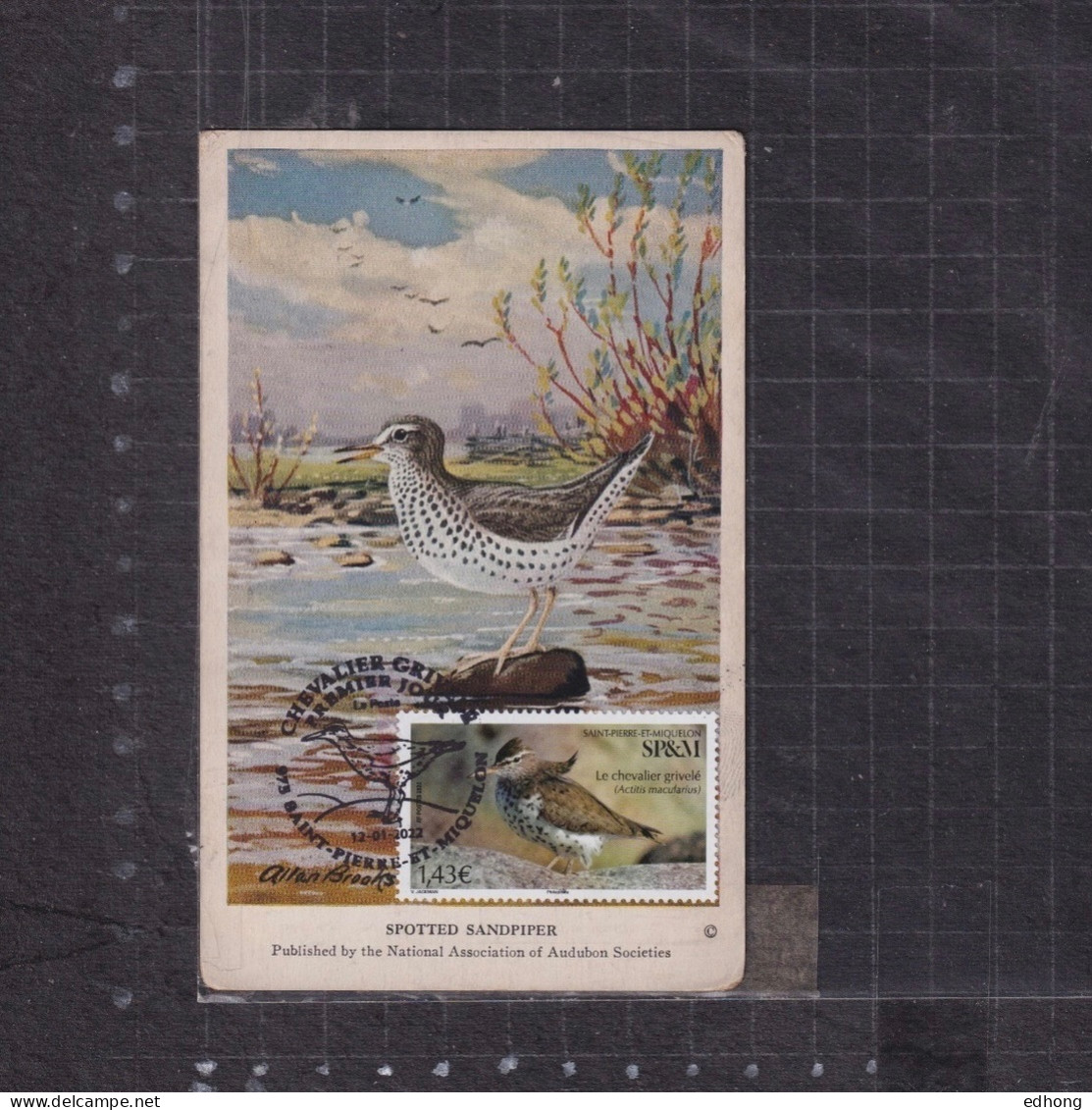 [Carte Maximum / Maximum Card / Maximumkarte] Saint Pierre Et Miquelon 2022 | Spotted Sandpiper - Maximumkarten