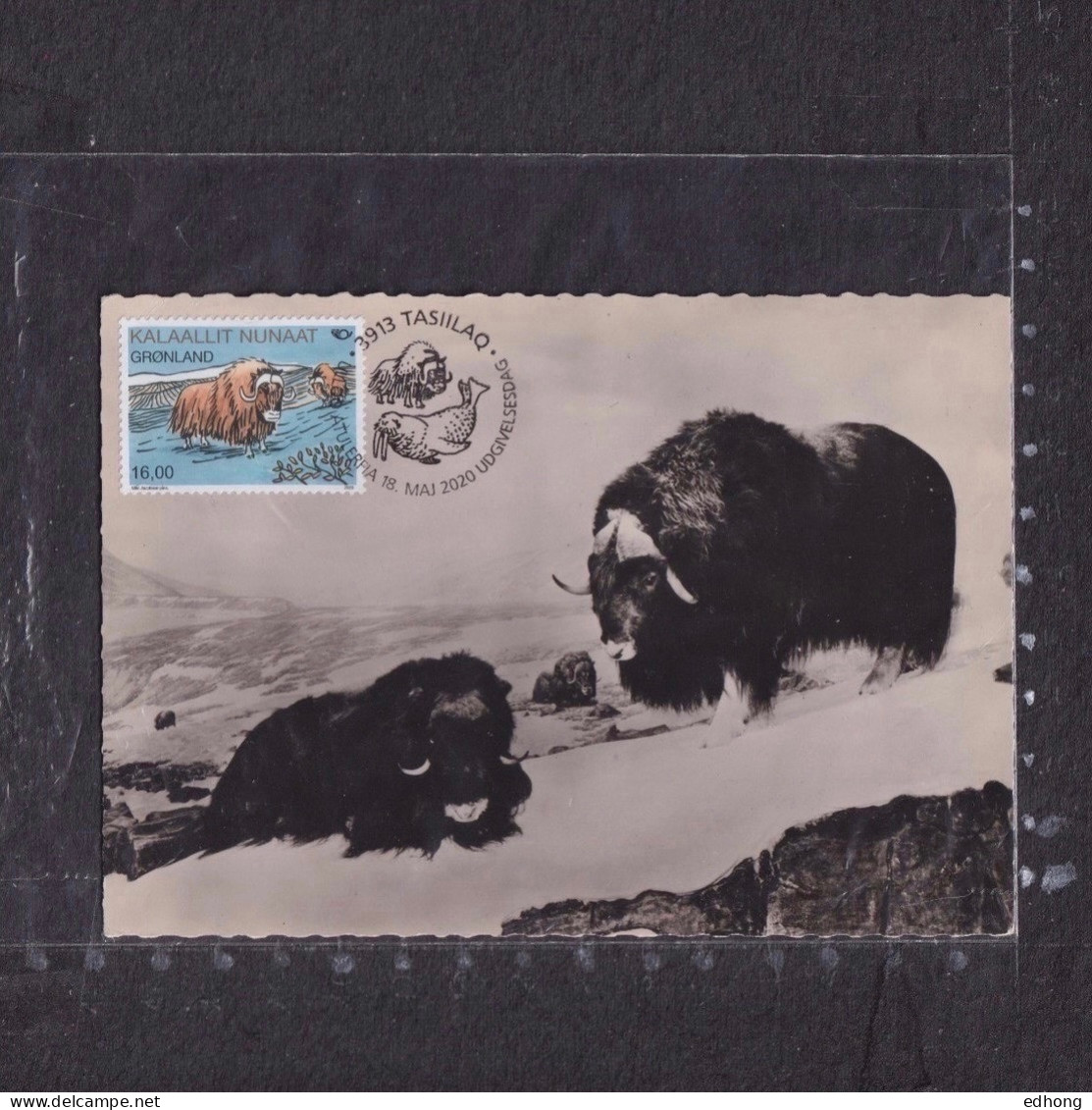 [Carte Maximum / Maximum Card /  Maximumkarte]  Greenland 2020 | Norden ‘Mammals’ Common Issue - Musk Oxen - Maximum Cards