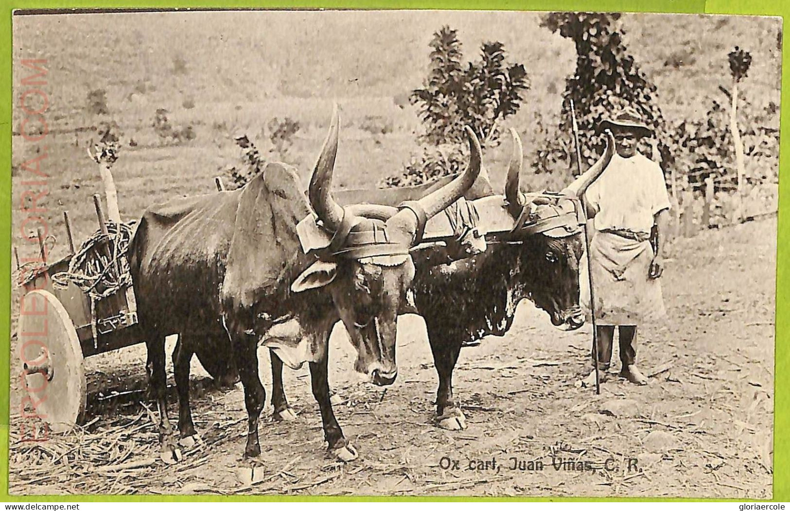 17244 - COSTA RICA - Vintage Postcard  - Juan Vinas - Costa Rica