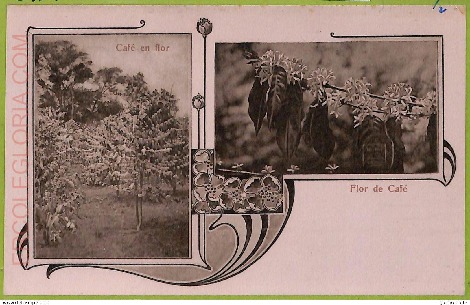 Aa6066 - COSTA RICA - Vintage Postcard  - Flor De Cafe - Costa Rica